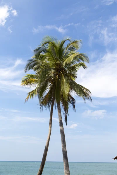 Palm trees on a beach — Stock Photo, Image