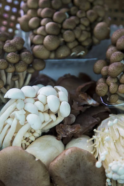 Cogumelos em uma venda no mercado — Fotografia de Stock