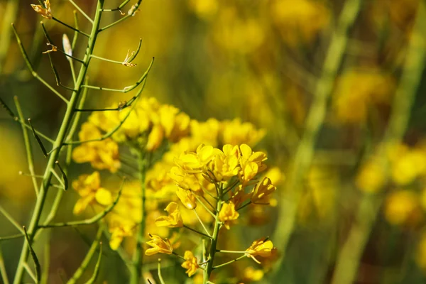 Feldsenf auf dem Feld — Stockfoto