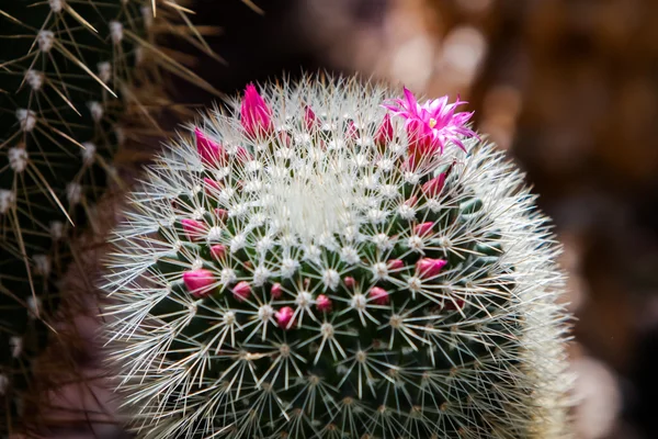 Spiny pincushion cactus — Stock Photo, Image