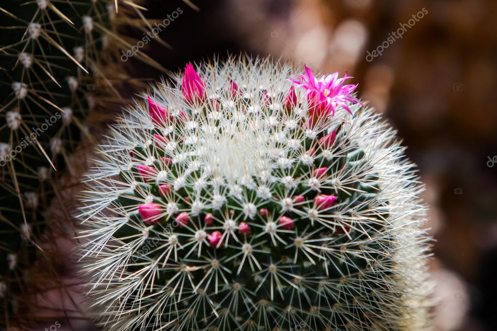 Spiny pincushion cactus Stock Photo by ©boggy22 113418764