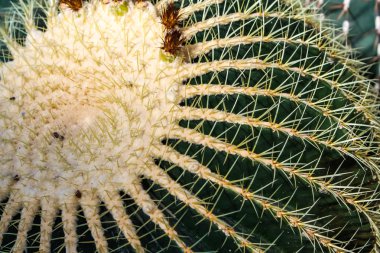 Altın varil kaktüs