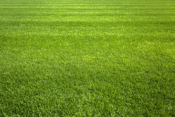 Fundal iarbă verde — Fotografie, imagine de stoc