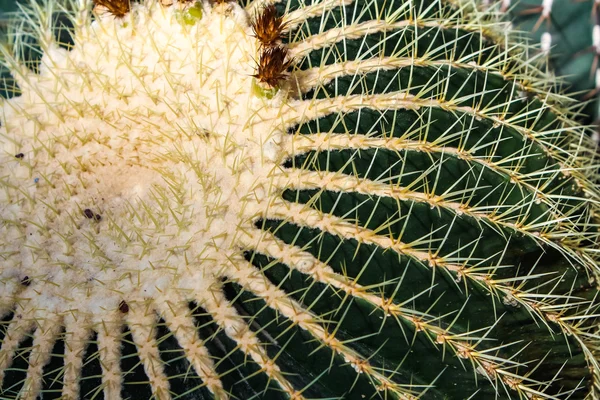 Golden barrel cactus — Stock Photo, Image