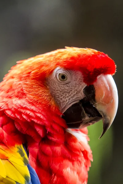 Vista da vicino su macaw — Foto Stock