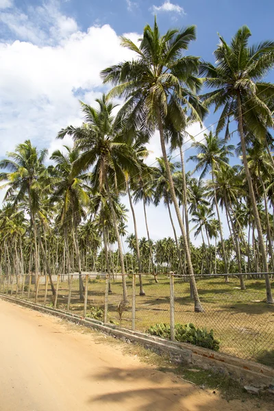 Negombo strand van sri lanka — Stockfoto