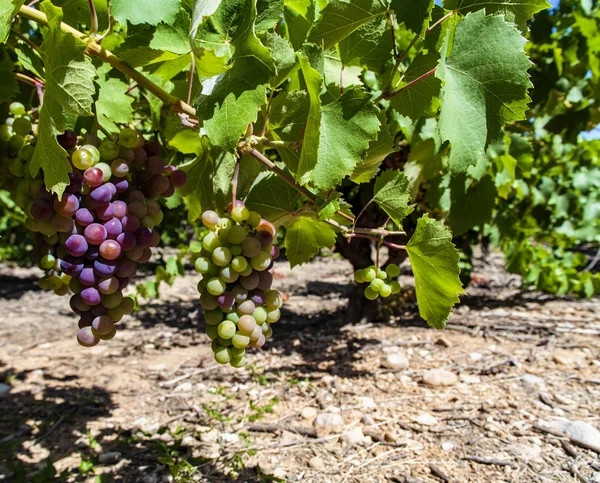 Vineyard in Languedoc-Roussillon province — Stock Photo, Image