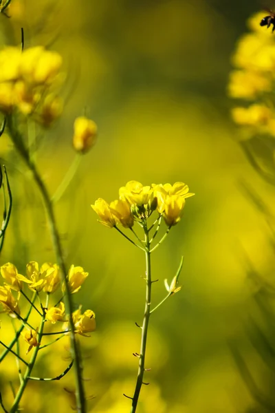 Mostaza de campo en el campo — Foto de Stock