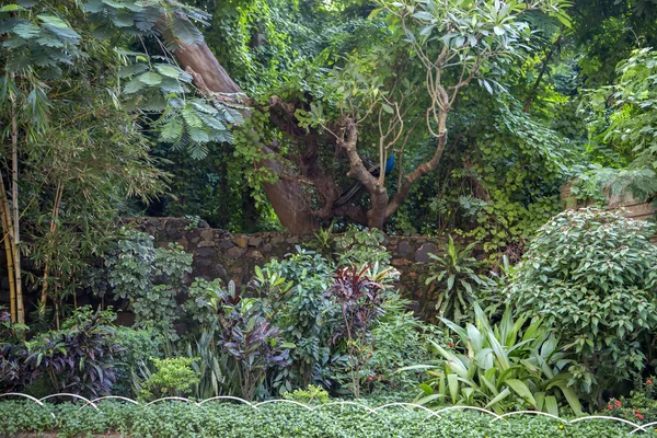 Schöner wilder Pfau — Stockfoto