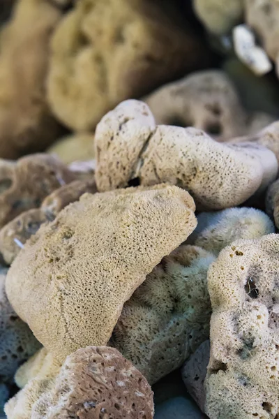 Brown natural sponges — Stock Photo, Image
