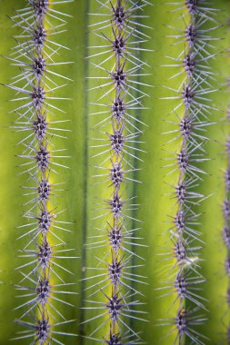 ayrıntı çöl kaktüs