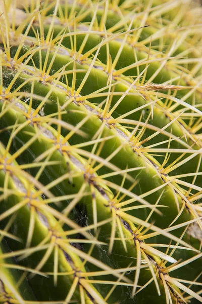Детали пустынного кактуса — стоковое фото