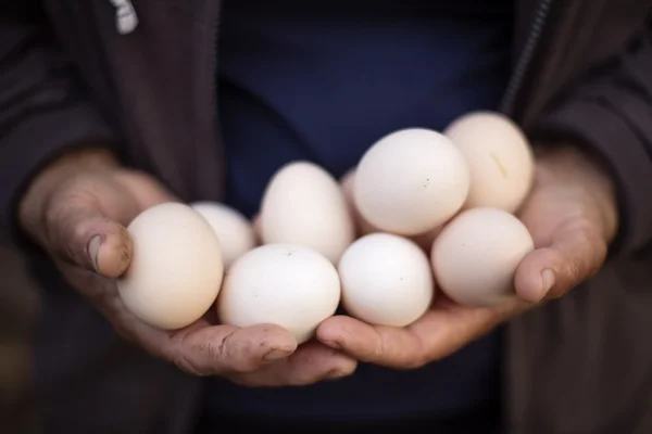 Man holding eggs in hands — Stock Photo, Image