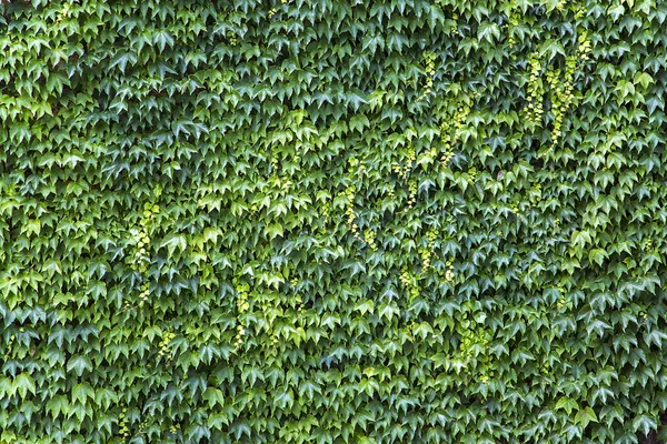 Текстура листьев плюща — стоковое фото