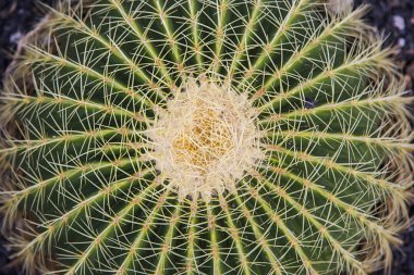 ayrıntı çöl kaktüs