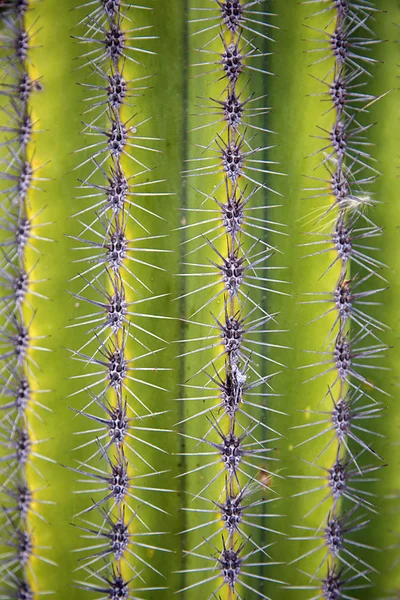 Détail du cactus du désert — Photo