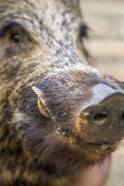 Wild boar snout — Stock Photo, Image