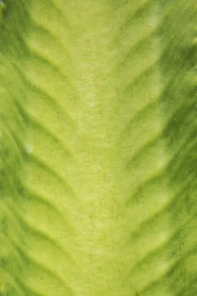 Detail pouštního kaktusu — Stock fotografie