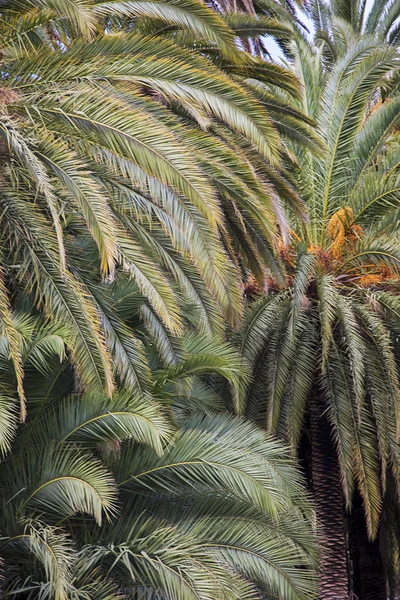 Palmer i Spanien — Stockfoto