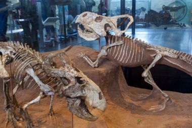 Amerikan Doğal Tarih Müzesi ile Protoceratops