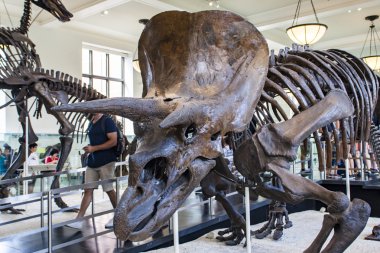 Triceratops horridus Amerikan Doğa Tarihi Müzesi'nde