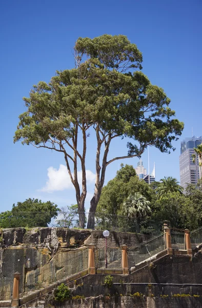 Gum tree w Sydney — Zdjęcie stockowe