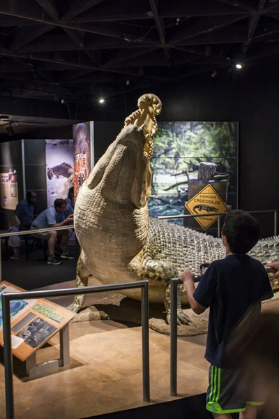 न्यू में अमेरिकी प्राकृतिक इतिहास संग्रहालय में साल्टवाटर मगरमच्छ — स्टॉक फ़ोटो, इमेज