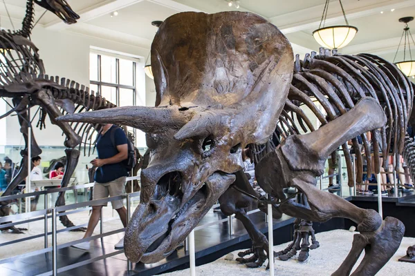 Triceratops horridus στο αμερικανικό μουσείο φυσικής ιστορίας — Φωτογραφία Αρχείου