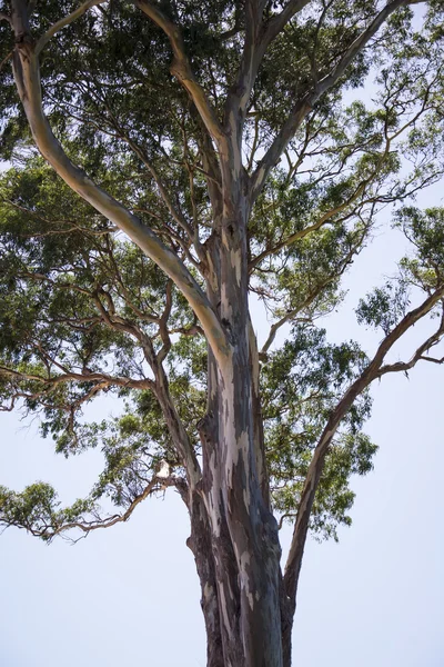 Gum tree w Sydney — Zdjęcie stockowe