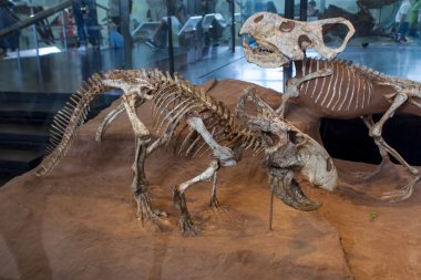 Protoceratops sürüngen kemikler