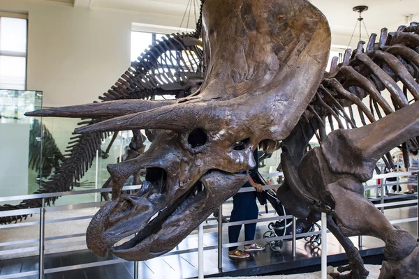 Ossa di Triceratops horridus — Foto Stock