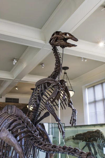 Anatotitan copei kemik
