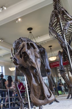 Anatotitan copei sergisi