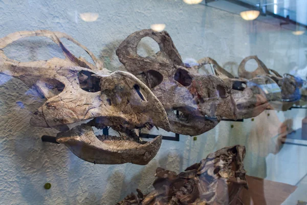 자연사의 미국 박물관에 Protoceratops — 스톡 사진