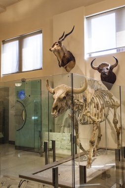 Doğal Tarih Müzesi Doğal Tarih Müzesi