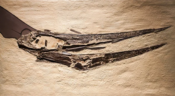 翼龙化石在自然历史博物馆 — 图库照片
