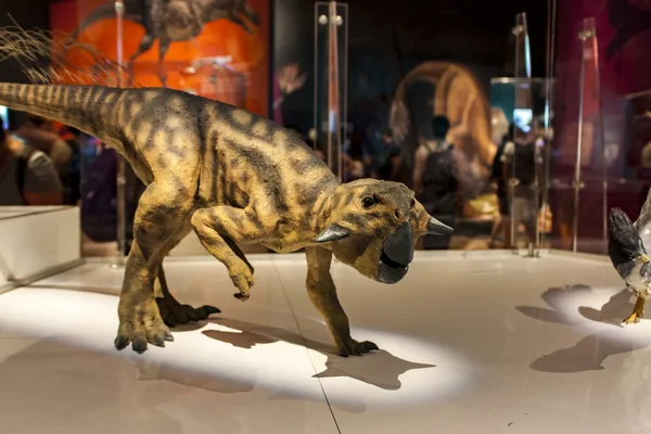 Psittacosaurus sinensis no Museu de História Natural — Fotografia de Stock