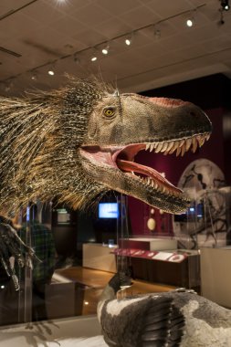 Amerikan Doğal Tarih Müzesi ile Yutyrannus huali