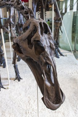 Anatotitan copei sergisi