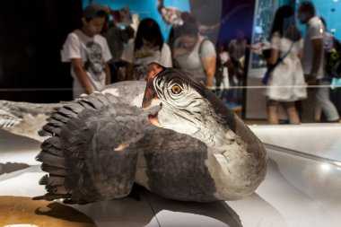 Citipati osmolskae Doğal Tarih Müzesi