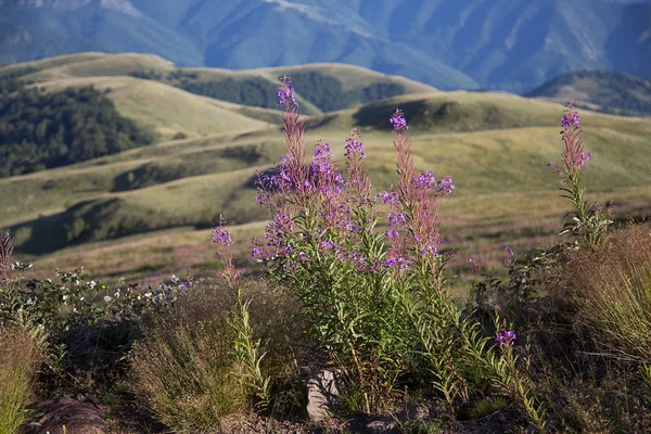 Stara planina mountain in Serbia — Stock Photo, Image