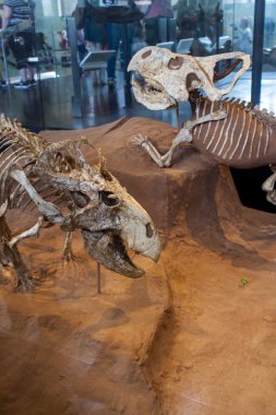 Amerikan Doğal Tarih Müzesi ile Protoceratops