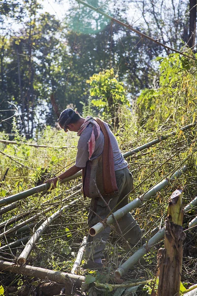 Chiang Mai, Tayland 'da bir adam