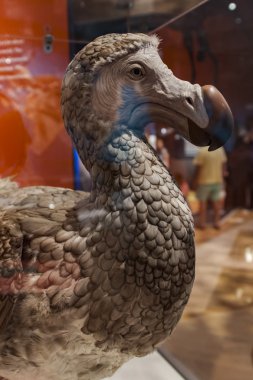 Dodo kuş Fuarı