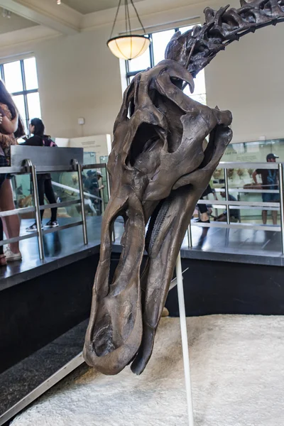 Anatotitan copei utställning — Stockfoto