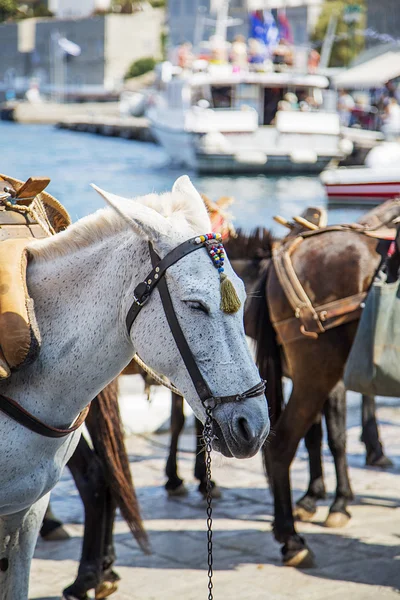 View at horses in port — Stock Photo, Image