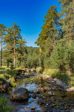 Sırbistan 'ın Zlatibor dağındaki Crni Rzav nehrinin manzarası