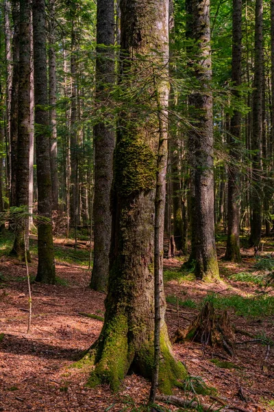 Blick Auf Den Torfmoorwald Red Creek Crveni Potok Auf Dem — Stockfoto