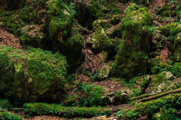 Vista Sulla Foresta Torbiere Red Creek Crveni Potok Sul Monte — Foto Stock