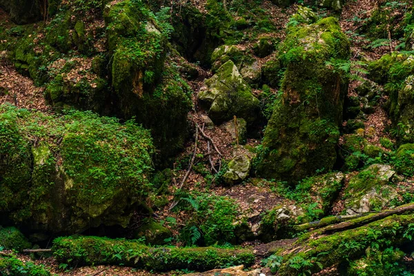 Widok Torfowisko Red Creek Crveni Potok Górze Tara Serbii — Zdjęcie stockowe